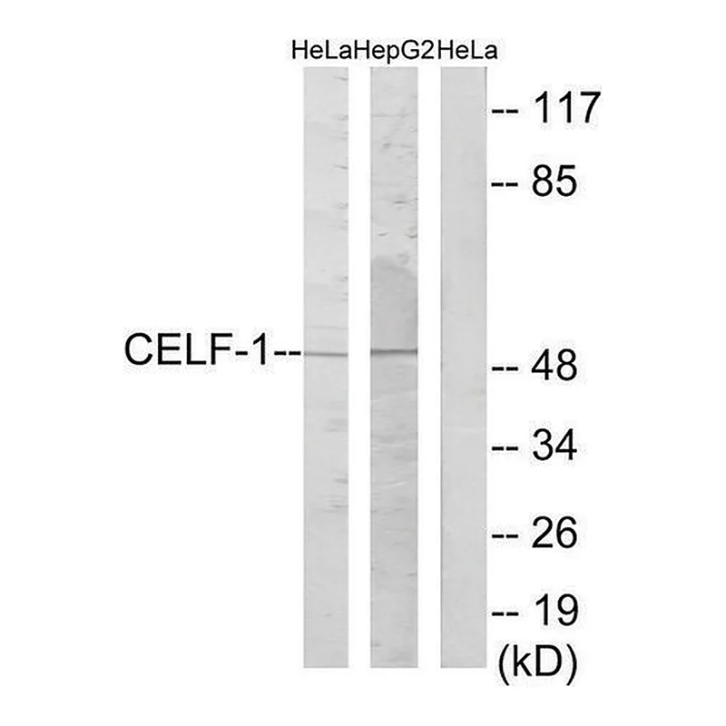 Merck Anti-CELF-1 antibody produced in rabbit