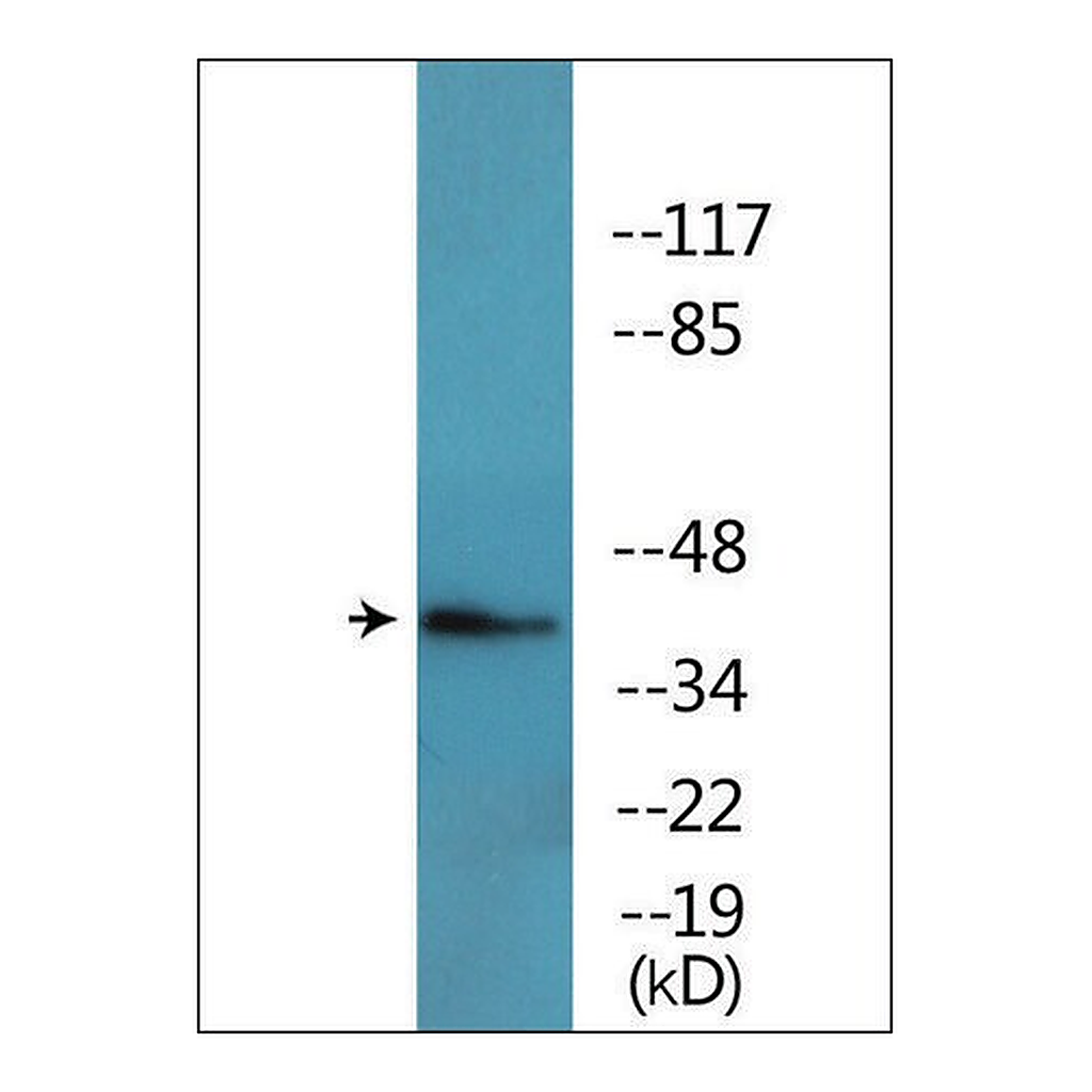 Merck Anti-phospho-FOS (pThr232) antibody produced in rabbit