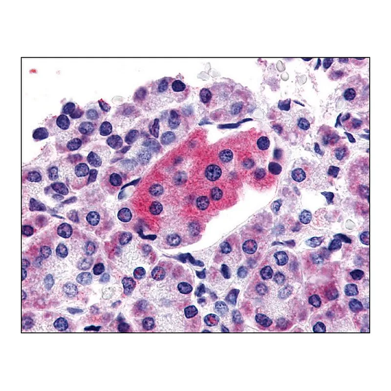 Merck Anti-GLP1R antibody produced in rabbit