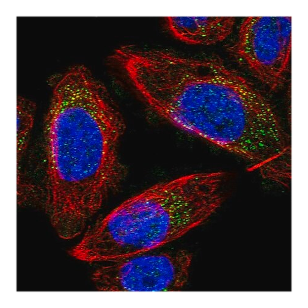 Merck Anti-MRPS24 antibody produced in rabbit