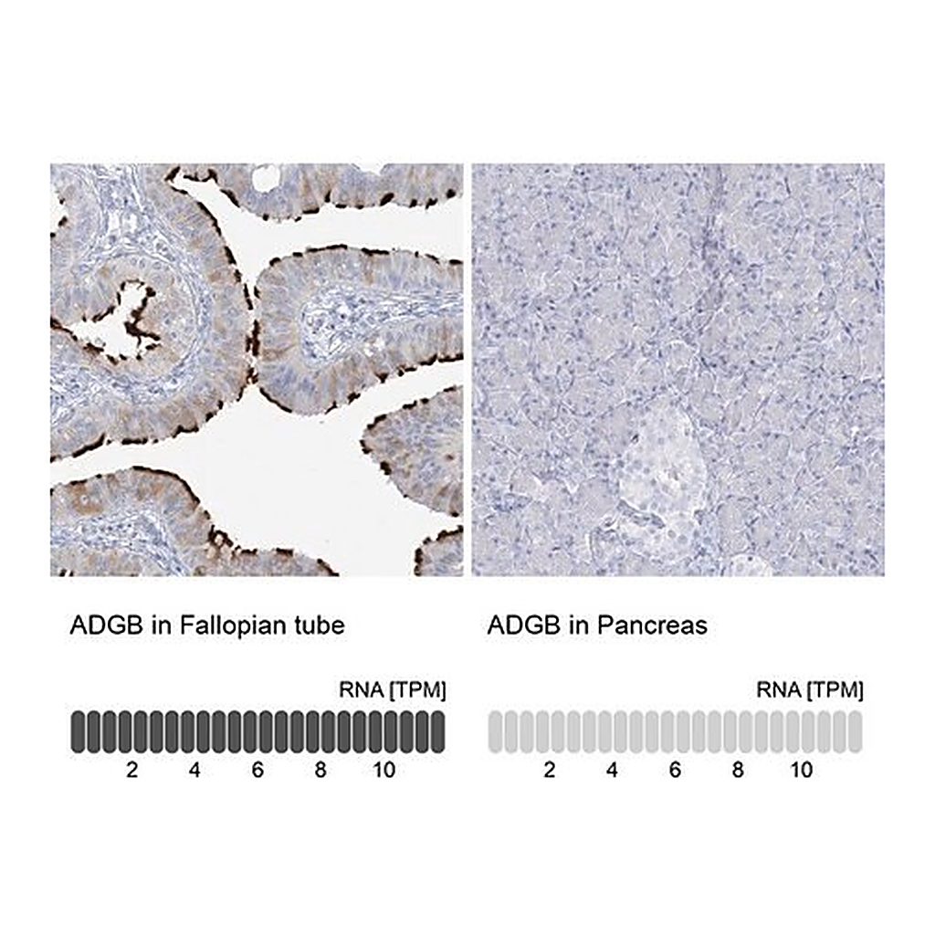 Merck Anti-ADGB antibody produced in rabbit