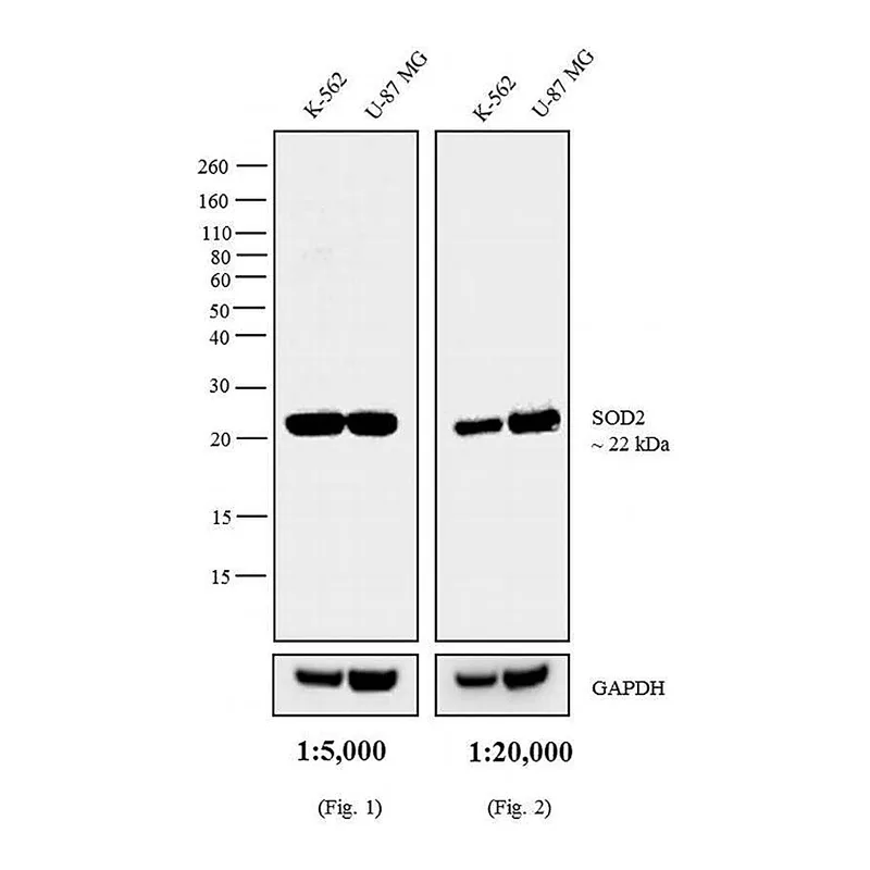 Thermo Fisher Scientific Goat anti-Mouse IgG (H+L) Cross-Adsorbed Secondary Antibody, Biotin