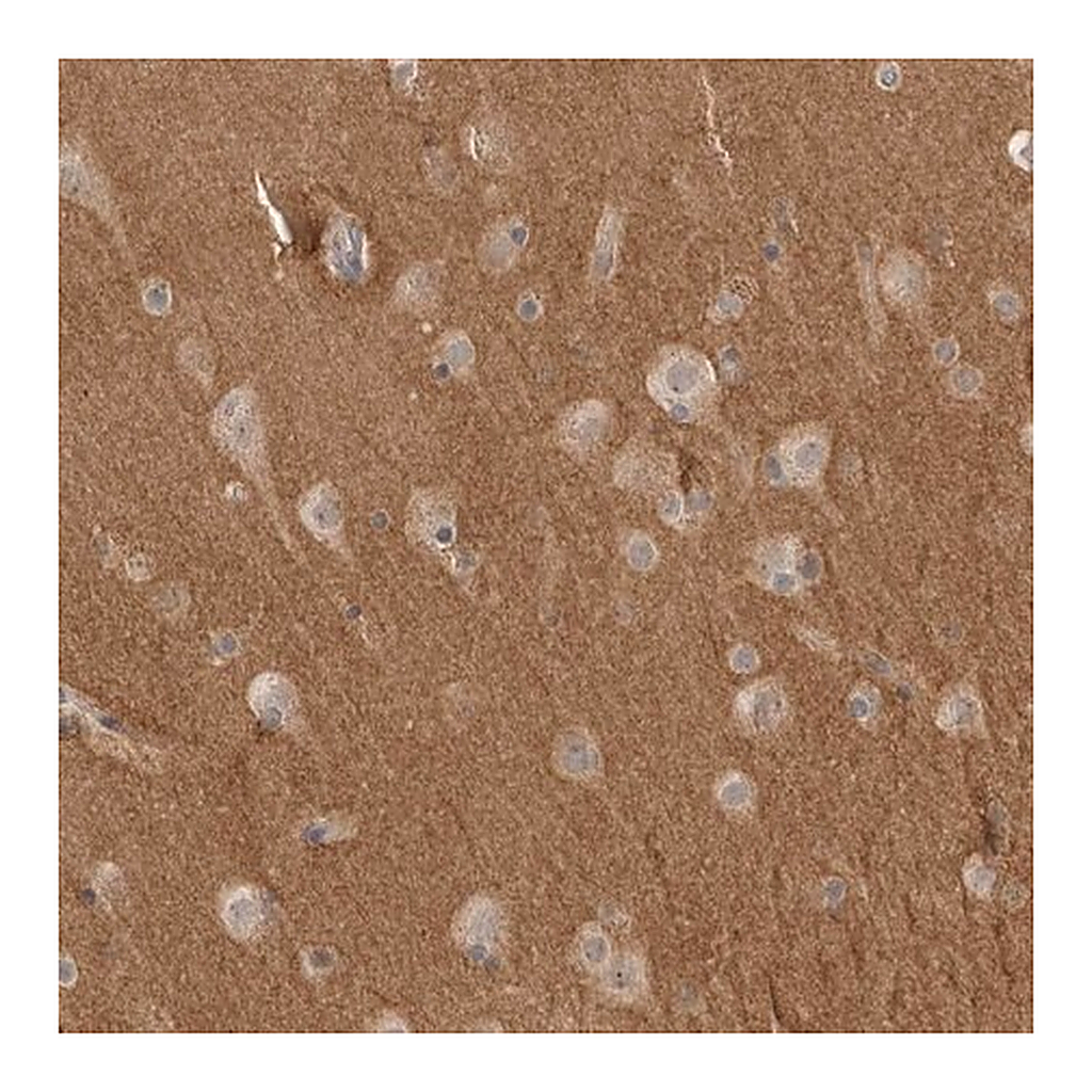 Merck Anti-NRCAM antibody produced in rabbit