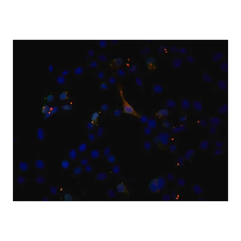 Merck Anti-EIF2C1/Ago1 (N-terminal) antibody produced in rabbit