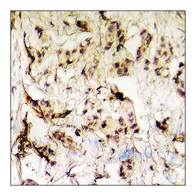 Merck Anti-phospho-hnRNP K (pSer284) antibody produced in rabbit