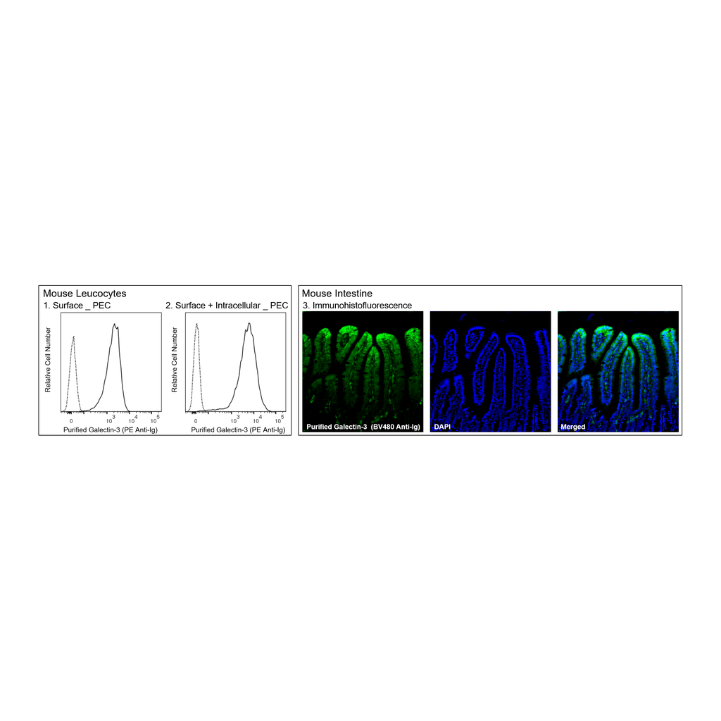 BD Purified Rat Anti-Galectin-3