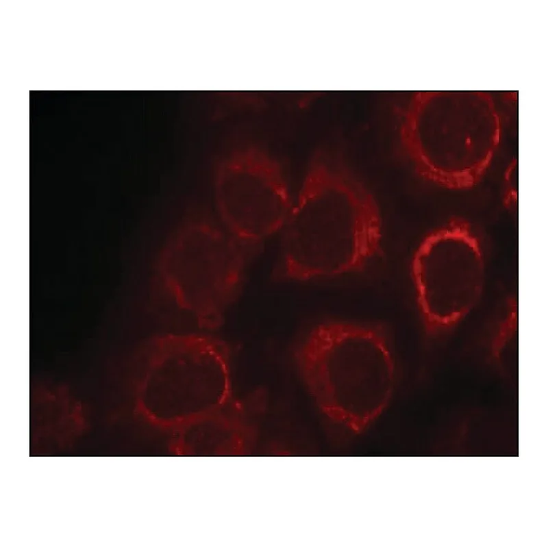 Merck Anti-SMAD1 (Ab-465) antibody produced in rabbit