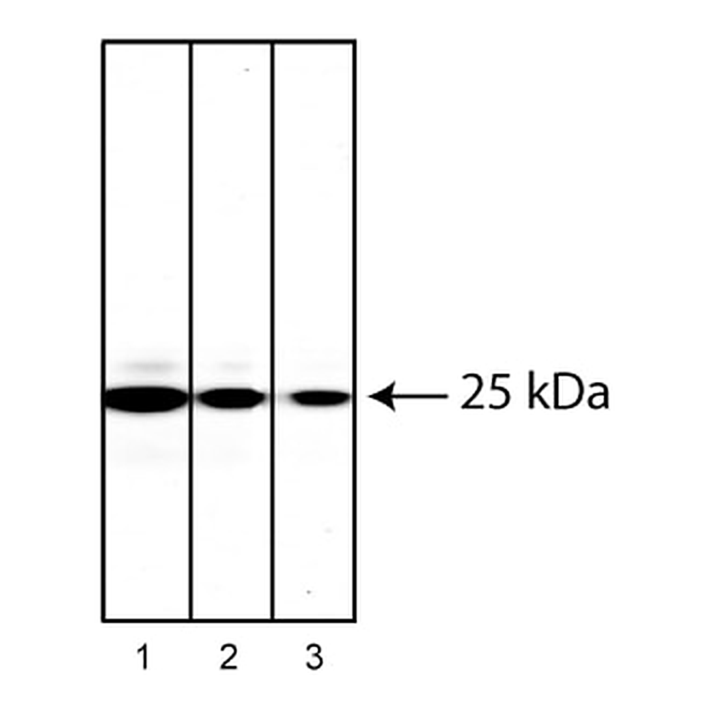 BD Purified Mouse anti-Human Rab27