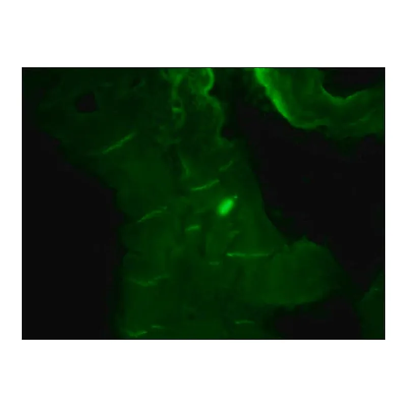 Merck Anti-N-Cadherin antibody, Mouse monoclonal