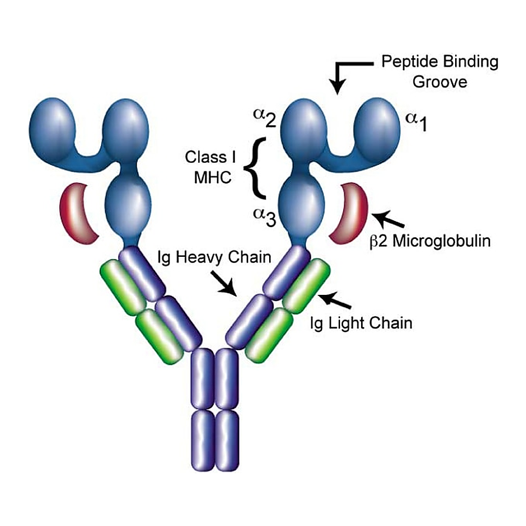 BD DimerX I: PE Soluble Dimeric Mouse H-2Kb:Ig Fusion Protein