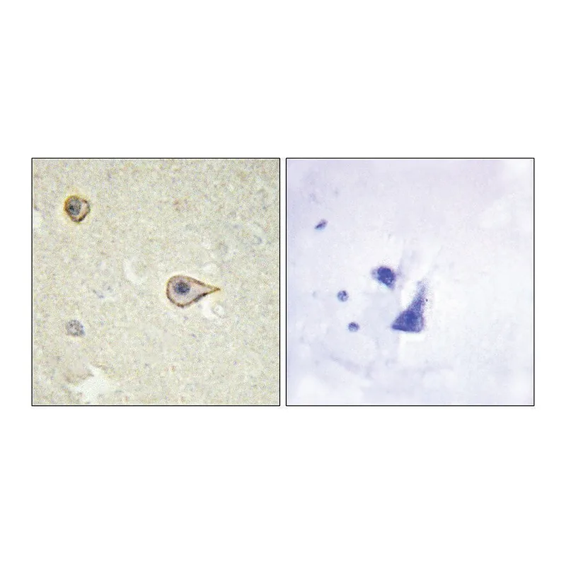 Merck Anti-Cytochrome P450 19A1 antibody produced in rabbit
