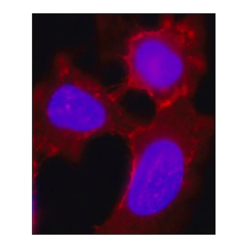 Merck Anti-Desmoglein 2 (DSG2) antibody, Mouse monoclonal