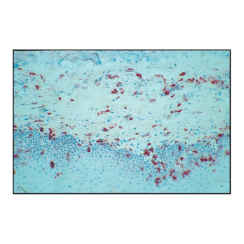 Merck Monoclonal Anti-CD14 antibody produced in mouse
