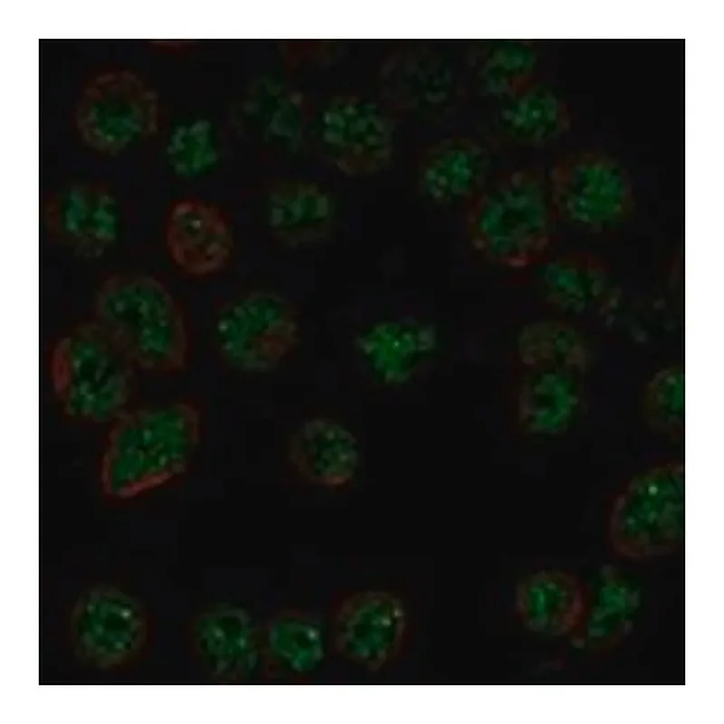 Merck Anti-DGCR8 antibody produced in rabbit