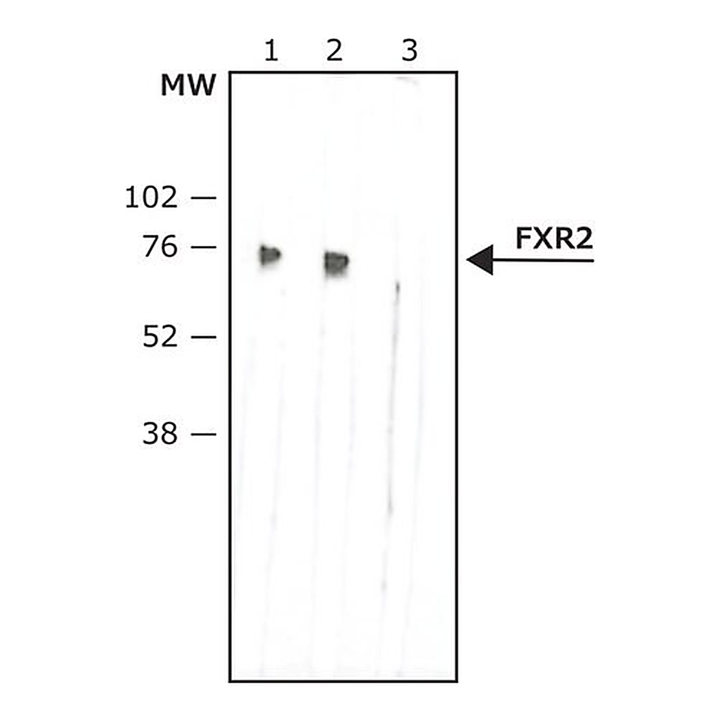 Merck Anti-FXR2 antibody, Mouse monoclonal