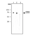 Merck Anti-FXR2 antibody, Mouse monoclonal