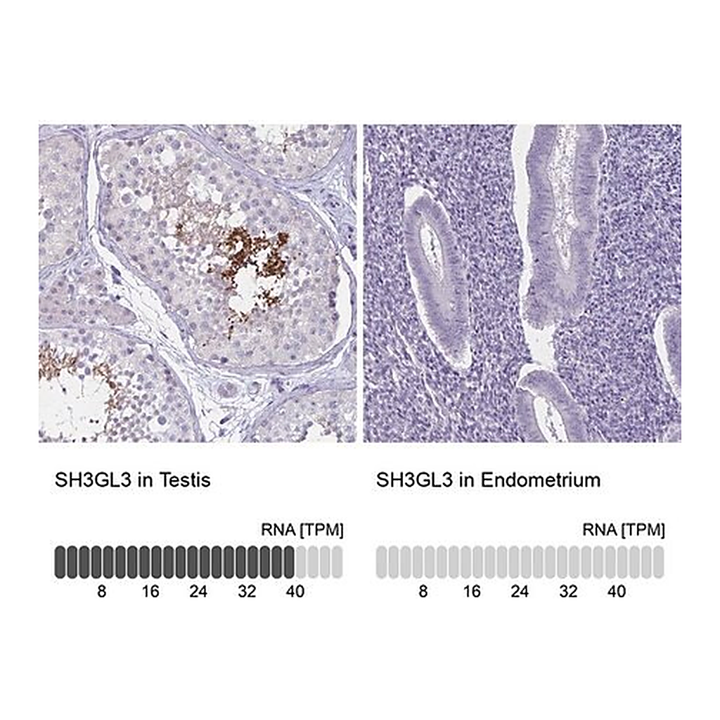 Merck Anti-SH3GL3 antibody produced in rabbit