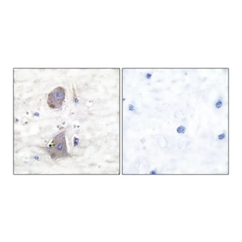 Merck ANTI-GLUT1 ANTIBODY PRODUCED IN RABBIT