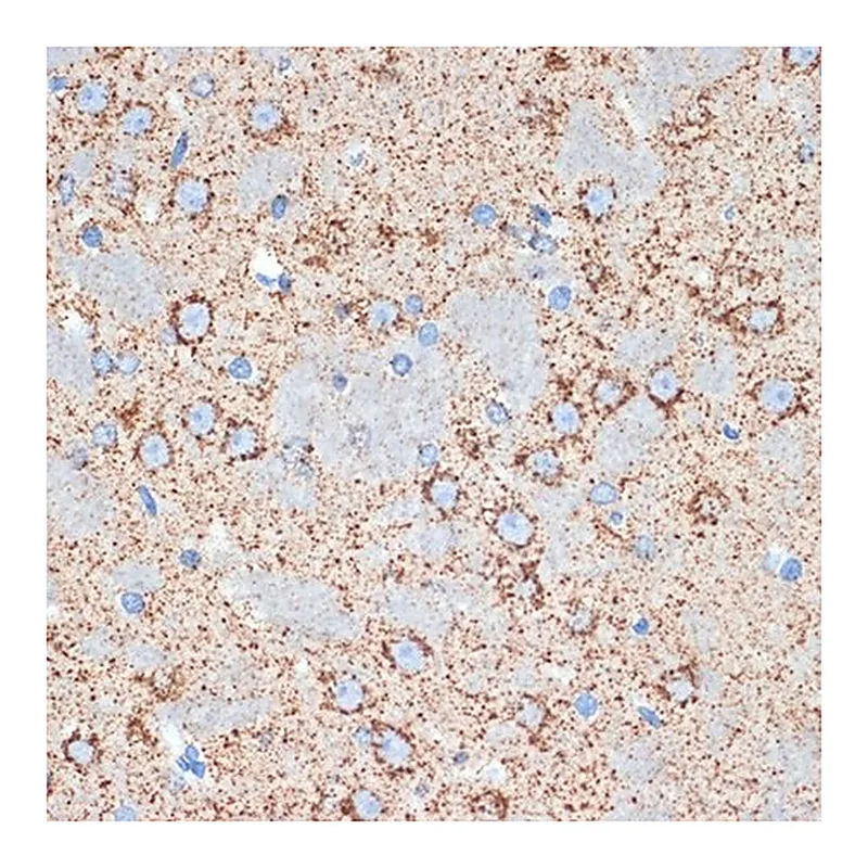 Merck Anti-GOT2 antibody produced in rabbit