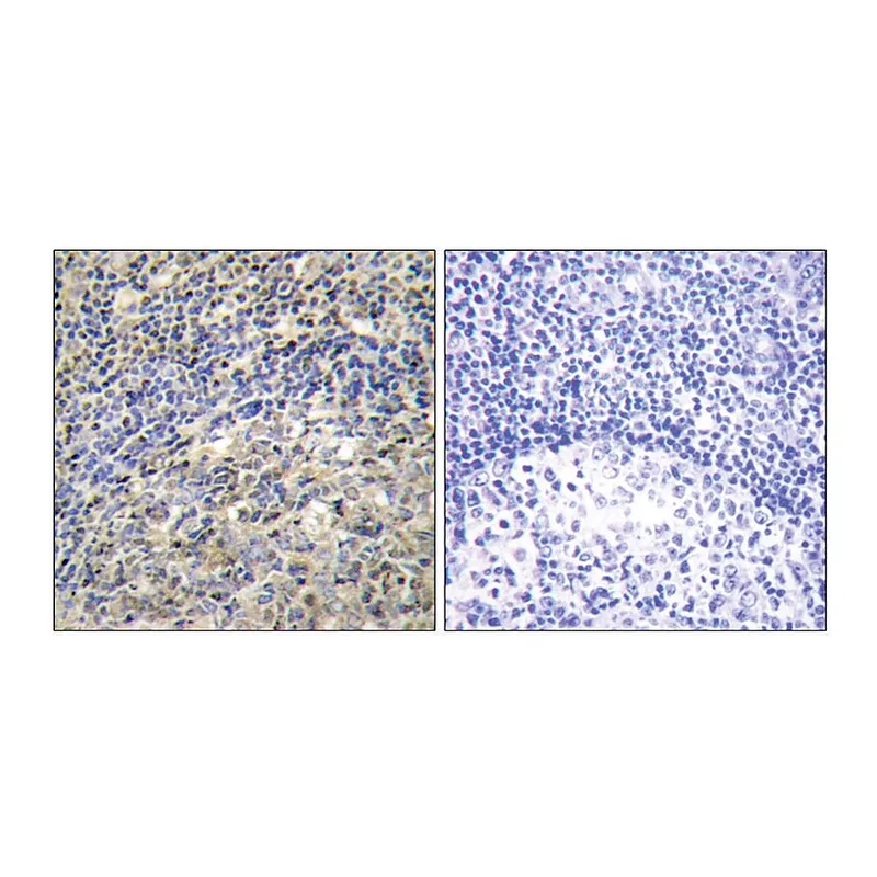 Merck Anti-p47 PHOX antibody produced in rabbit