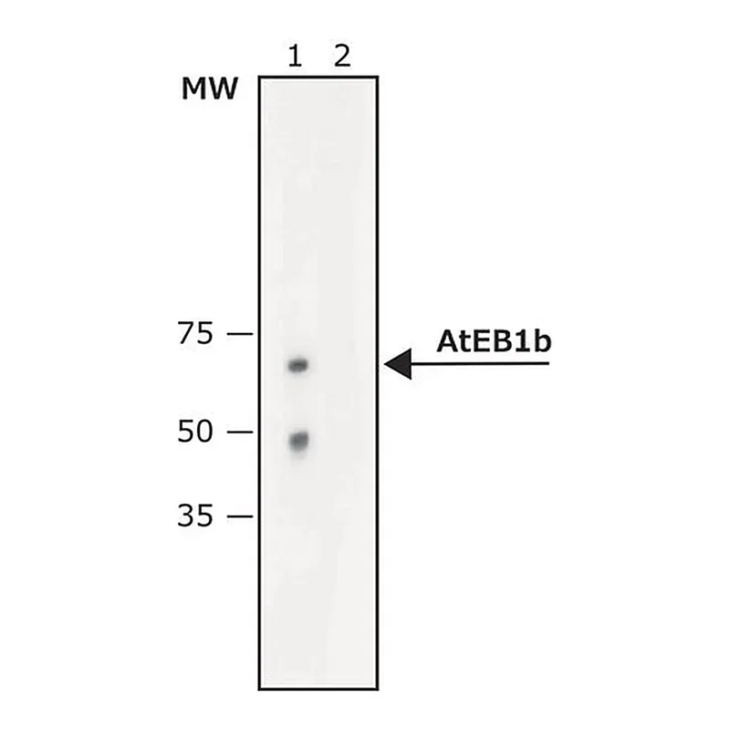 Merck Anti-AtEB1b (C-terminal) antibody produced in rabbit