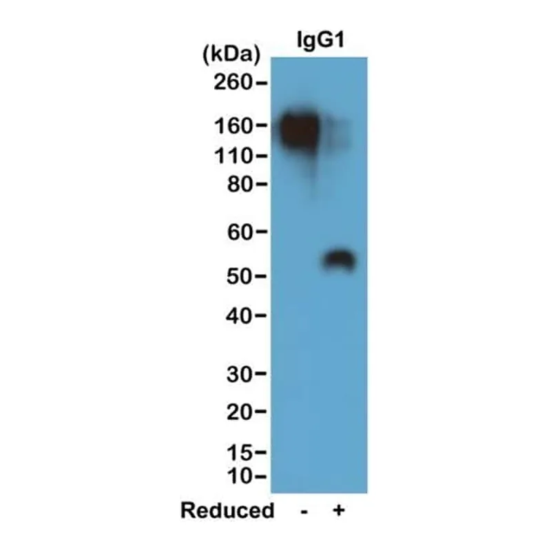 Thermo Fisher Scientific Rabbit anti-Mouse IgG1 Recombinant Secondary Antibody