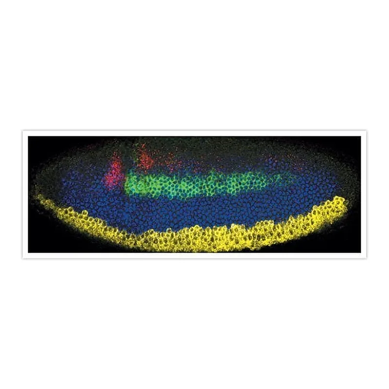 Thermo Fisher Scientific Donkey anti-Sheep IgG (H+L) Cross-Adsorbed Secondary Antibody, Alexa Fluor 488