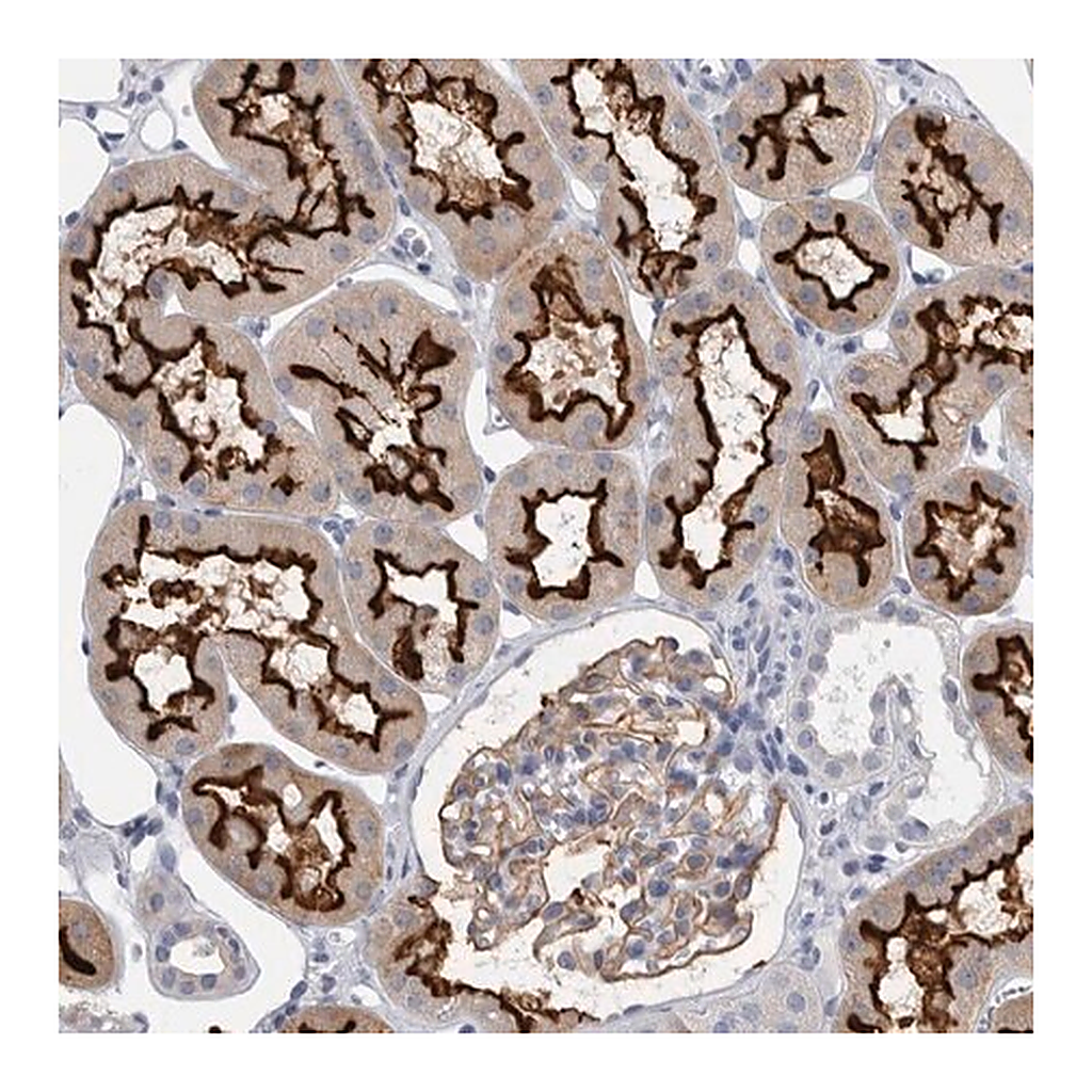 Merck Anti-ANKFY1 antibody produced in rabbit