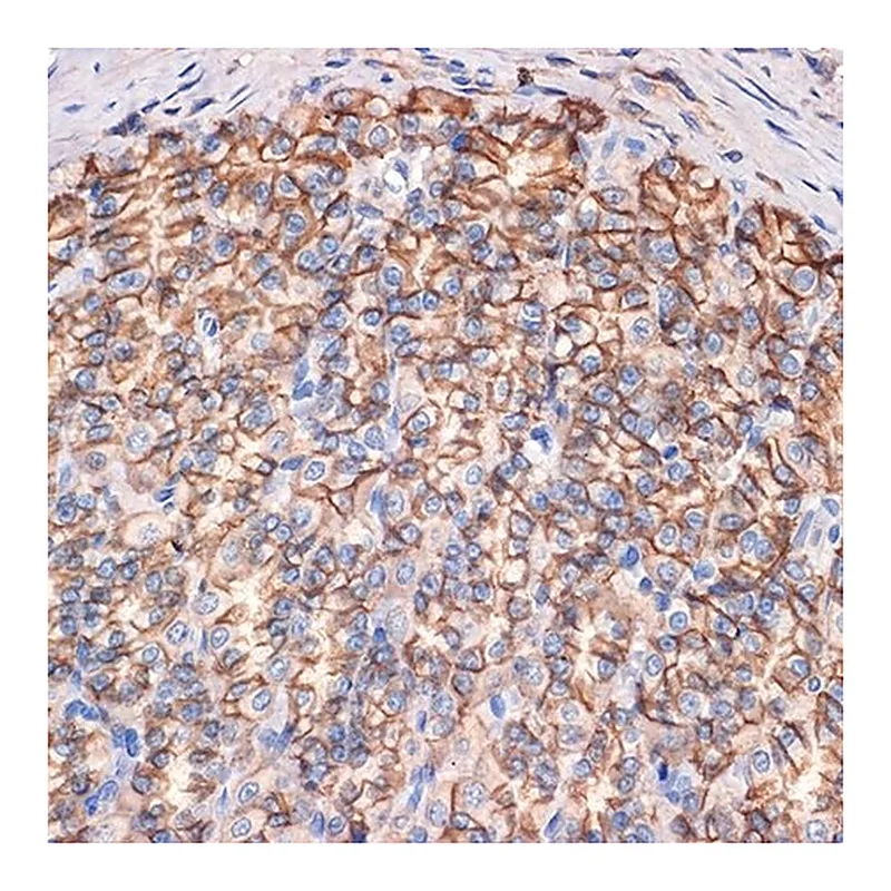 Merck Anti-CTNNA3 antibody produced in rabbit