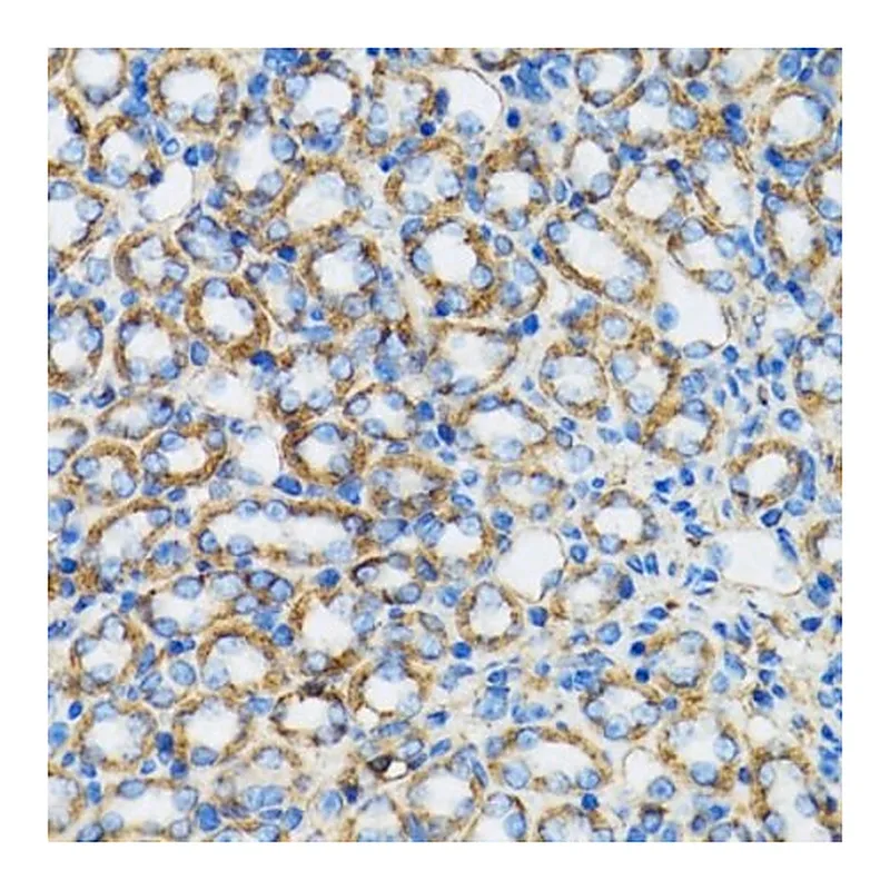 Merck Anti- alpha-Catenin antibody produced in rabbit