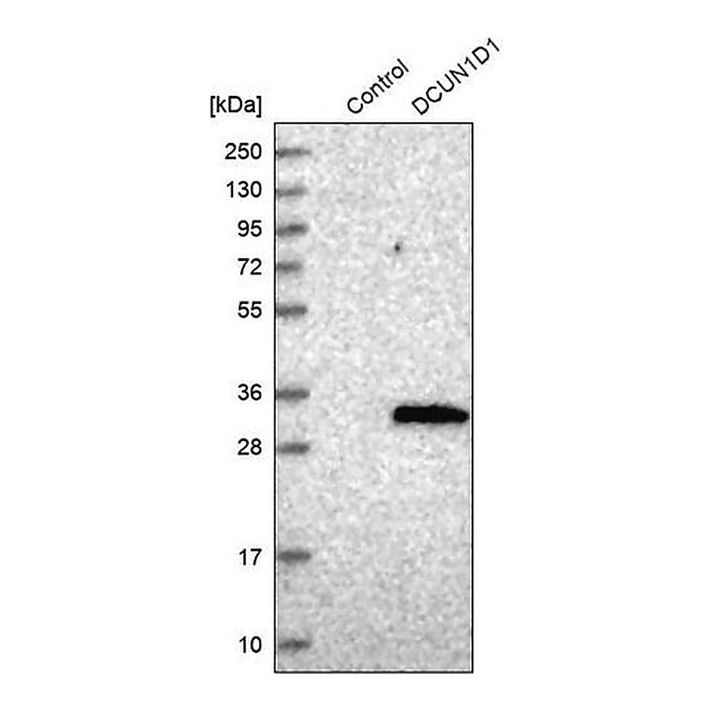 Merck Anti-DCUN1D1 antibody produced in rabbit