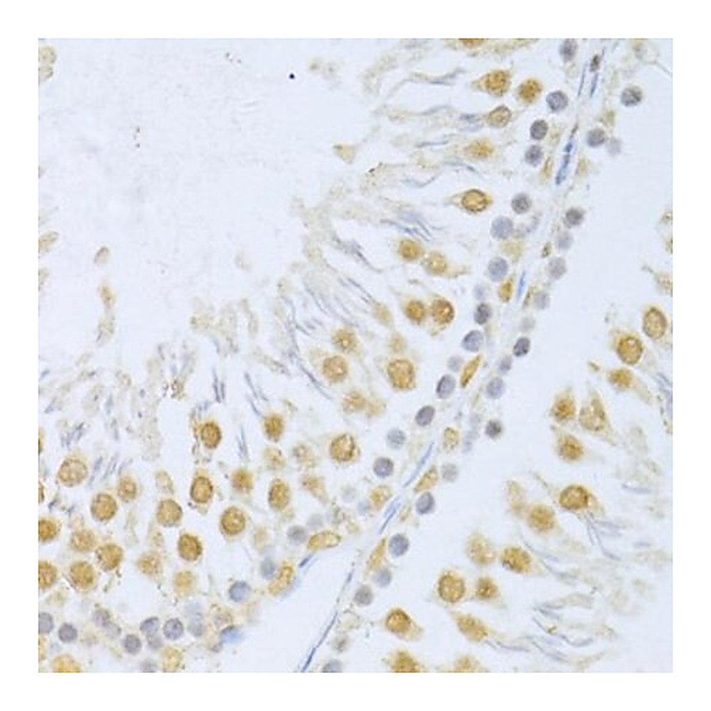 Merck Anti-POLR2A antibody produced in rabbit