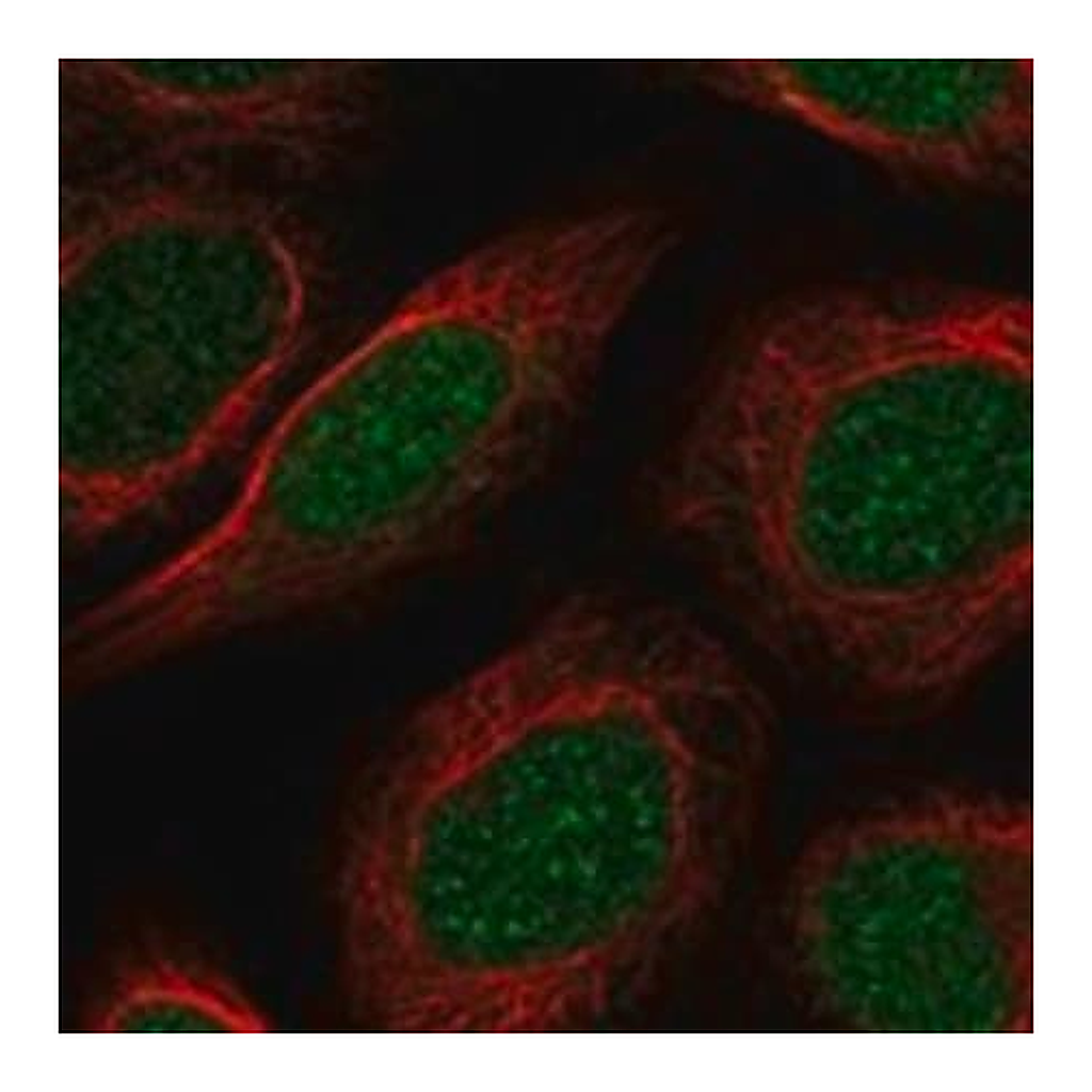 Merck Anti-PAPOLB antibody produced in rabbit