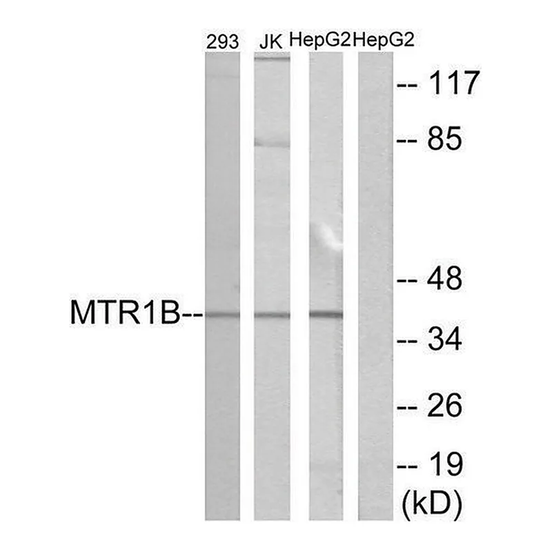 Merck Anti-MTR1B antibody produced in rabbit