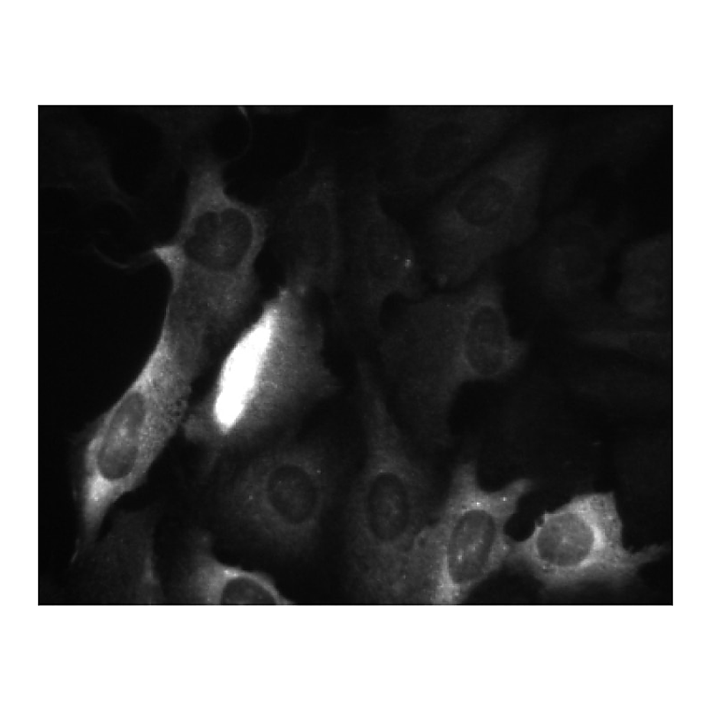 BD Purified Mouse Anti-Cyclin B1