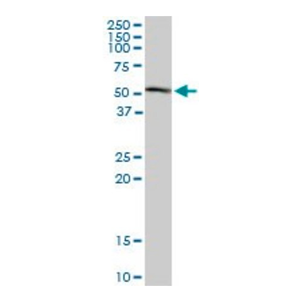Merck Monoclonal Anti-HDAC3 antibody produced in mouse