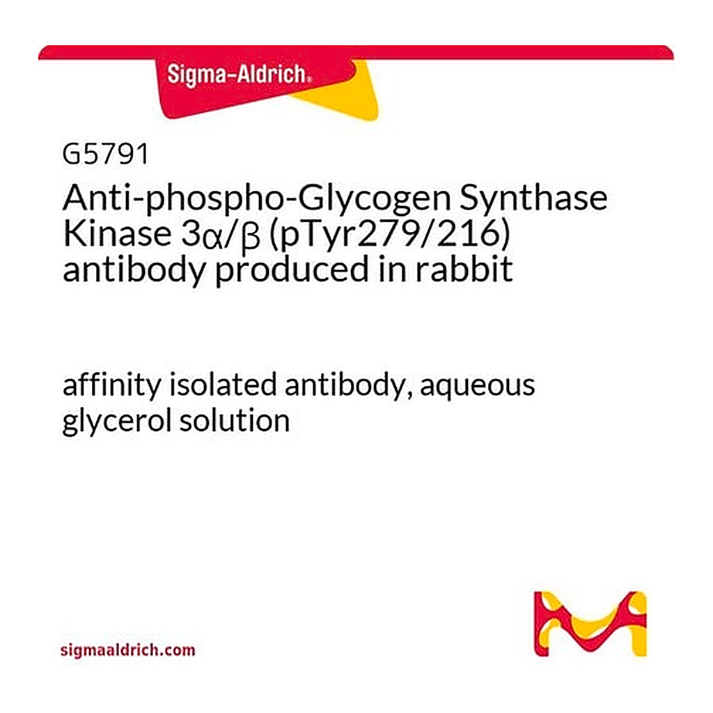 Merck Anti-phospho-Glycogen Synthase Kinase 3alpha/beta (pTyr279/216) antibody produced in rabbit
