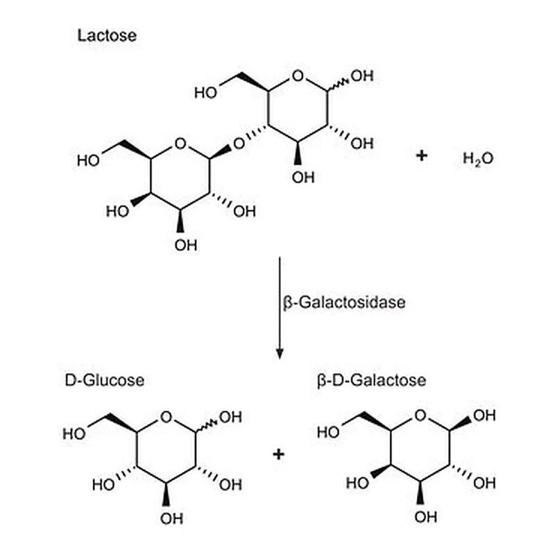 Merck Β-GALACTOSIDASE FROM ESCHERICHIA &