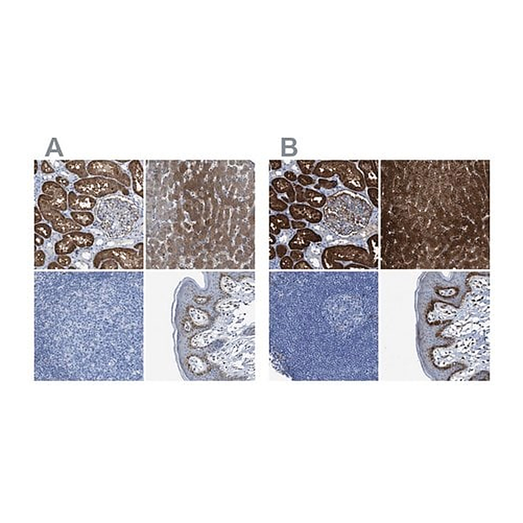 Merck Anti-ASS1 antibody produced in rabbit