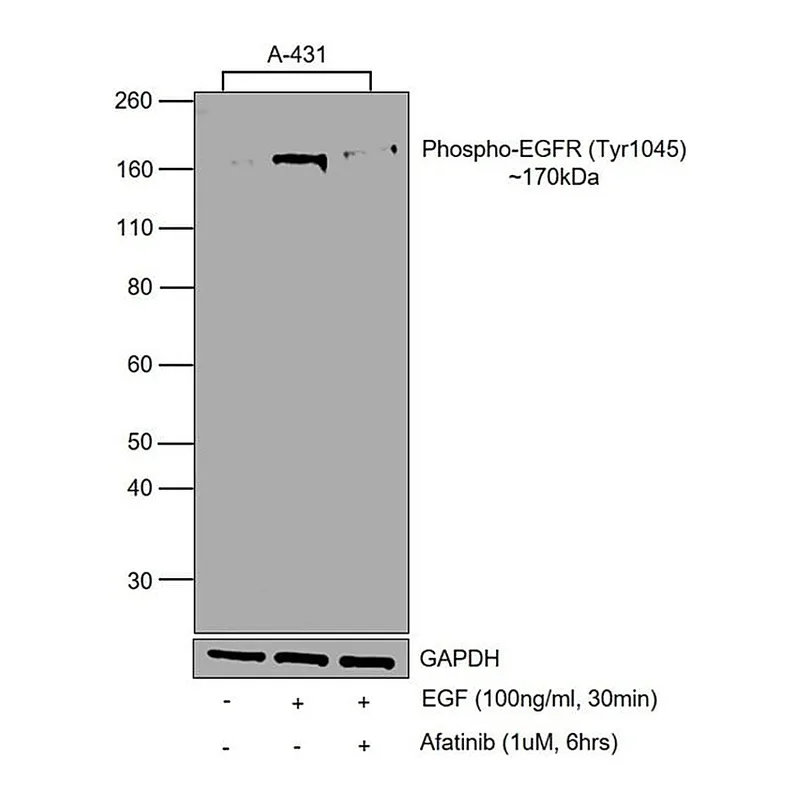 Thermo Fisher Scientific Human EGF Recombinant Protein