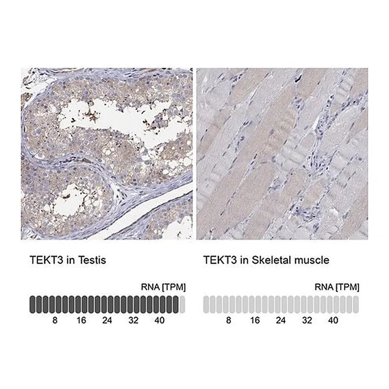 Merck Anti-TEKT3 antibody produced in rabbit