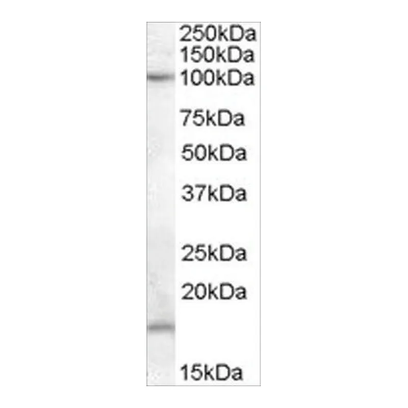 Merck Anti-TEB4/MARCH-VI (AA 701-712) antibody produced in goat