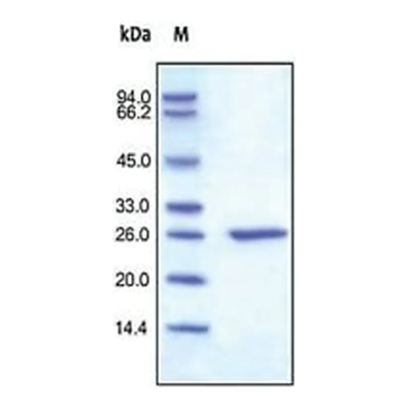 Merck C-REACTIVE/CRP,HUMAN