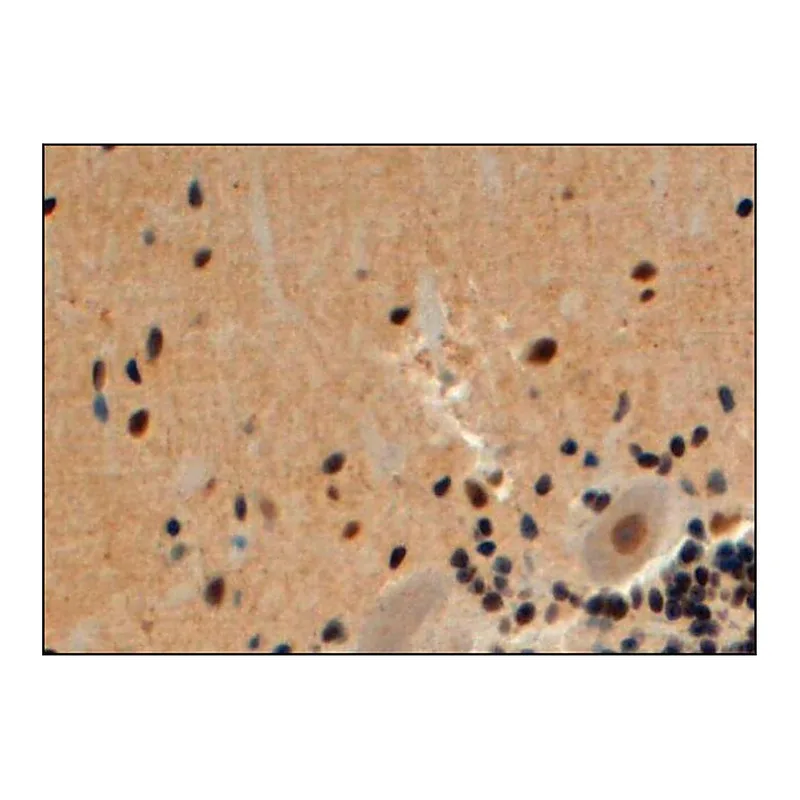 Merck Anti-Arrestin beta2 antibody produced in goat