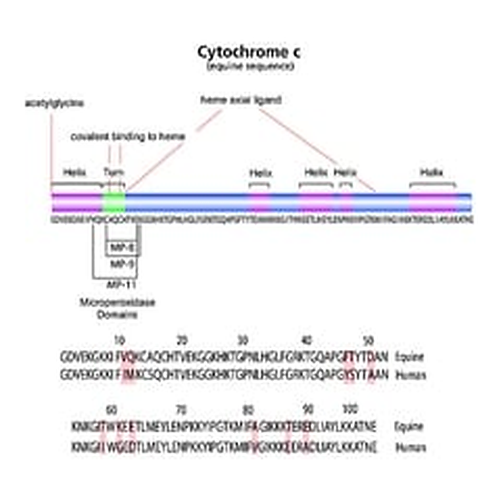 Merck CYTOCHROME C FROM HORSE HEART