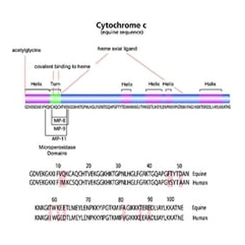 Merck CYTOCHROME C FROM HORSE HEART