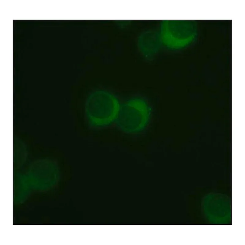 Merck Anti-Spred-2 antibody produced in rabbit