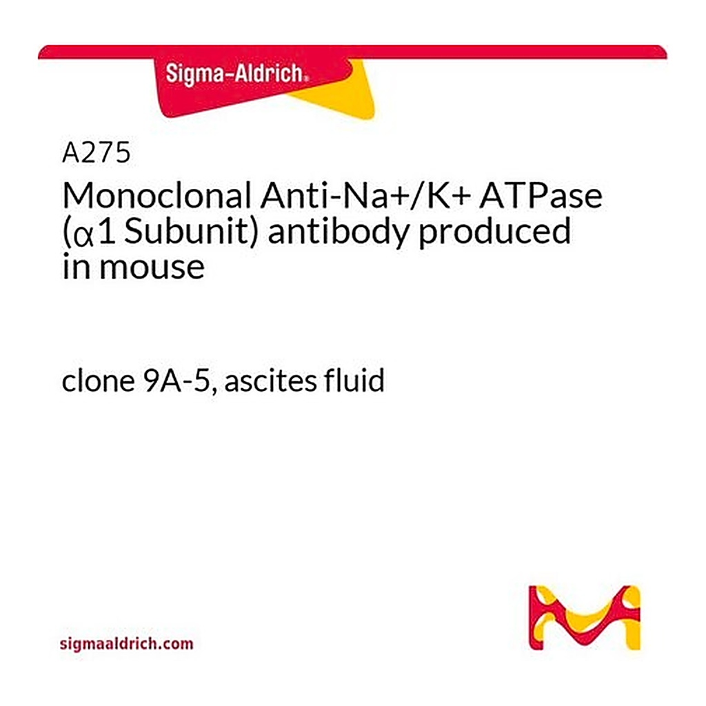 Merck Monoclonal Anti-Na+/K+ ATPase (alpha1 Subunit) antibody produced in mouse