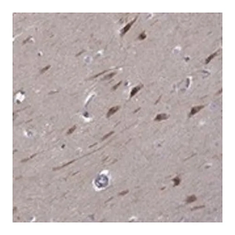 Merck Anti-B3GAT1 antibody produced in rabbit