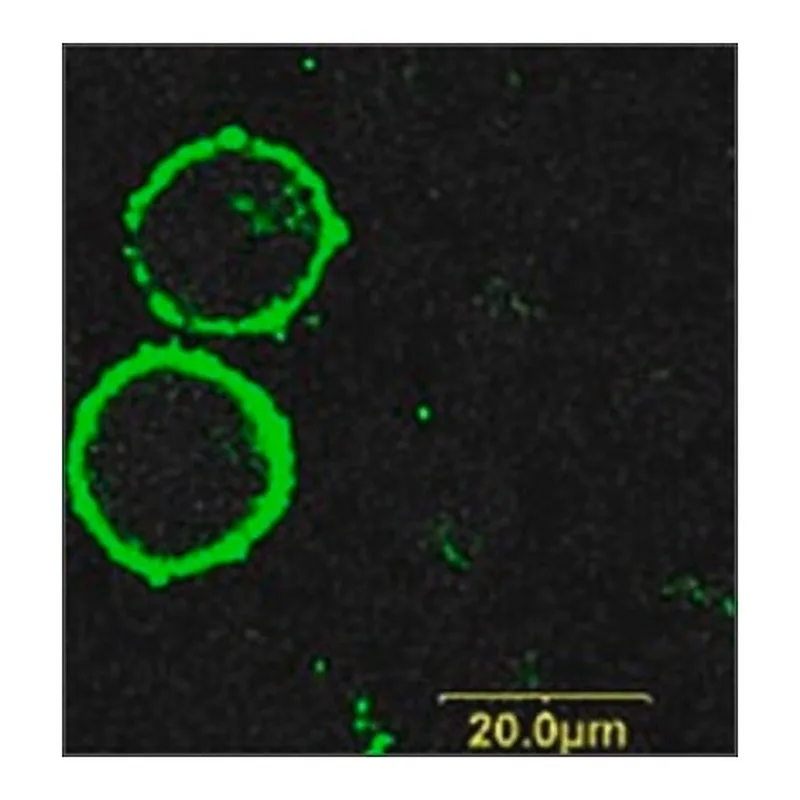 Merck Anti-Purinergic Receptor P2X7 (extracellular)-FITC antibody produced in rabbit